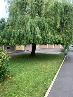 Gehwegreinigung Gießen Lahnau Wetzlar